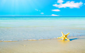 Beautiful Scenery Starfish Wallpaper