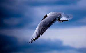 Beautiful Seagull Soaring In The Sky Wallpaper