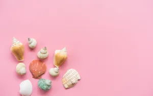 Beautiful Shells In Pink Wallpaper