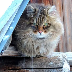 Beautiful Siberian Cat Relaxing On A Bed Wallpaper