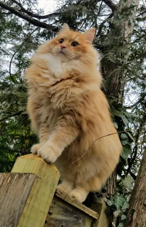 Beautiful Siberian Cat With A Mesmerizing Gaze Wallpaper