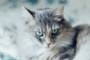 Beautiful Siberian Cat With Enticing Blue Eyes Wallpaper