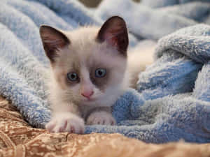 Beautiful Snowshoe Cat Lounging Outside Wallpaper