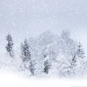 Beautiful Snowstorm In A Winter Wonderland Wallpaper