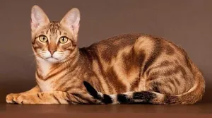 Beautiful Sokoke Forest Landscape Wallpaper