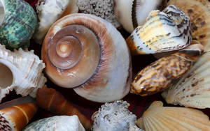 Beautiful Spiral Shells Wallpaper