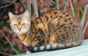 Beautiful Spotted Ocicat In Nature Wallpaper