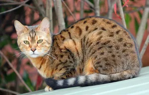 Beautiful Spotted Ocicat In Nature Wallpaper
