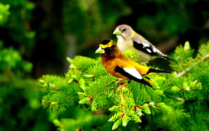 Beautiful Spring Birds On A Branch Wallpaper