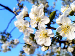 Beautiful Spring Bloom In A Vibrant Garden Wallpaper