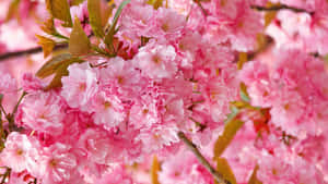 Beautiful Spring Bloom In Nature Wallpaper