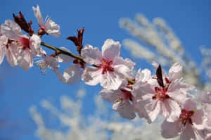 Beautiful Spring Blooms In A Lush Garden Wallpaper