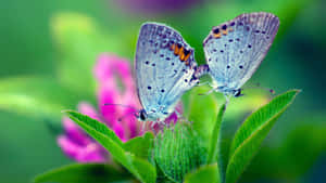 Beautiful Spring Butterflies On Blossoming Flowers Wallpaper