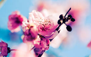 Beautiful Spring Cherry Blossom And Fruit Wallpaper