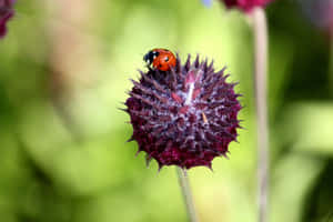 Beautiful Spring Day With Vibrant Ladybugs Wallpaper