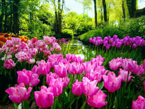 Beautiful Spring Garden In Full Bloom Wallpaper