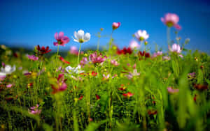 Beautiful Spring Meadow Scenery Wallpaper