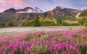 Beautiful Spring Mountain Landscape Wallpaper