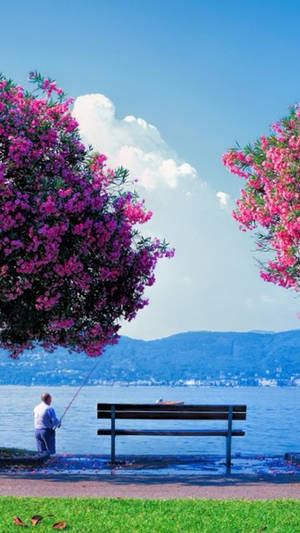 Beautiful Spring Oleander Trees By The Bay Wallpaper