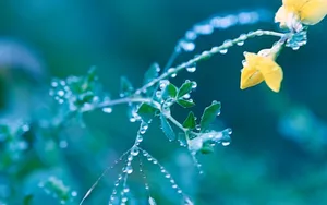 Beautiful Spring Rain In Nature Wallpaper