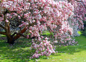 Beautiful Spring Scenery Of Blooming Trees Wallpaper