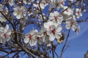 Beautiful Spring Sky Wallpaper