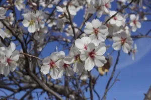 Beautiful Spring Sky Wallpaper