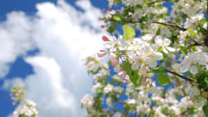 Beautiful Spring Sky And Blooming Cherry Blossoms Wallpaper