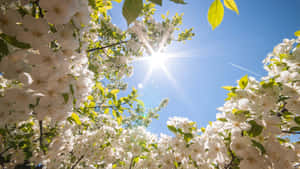 Beautiful Spring Sky With Blossoming Tree Wallpaper