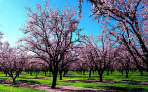 Beautiful Spring Sky With Blossoming Tree Wallpaper