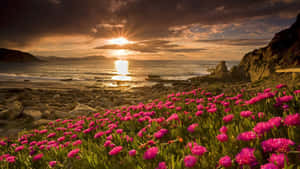 Beautiful Spring Sunrise Wallpaper