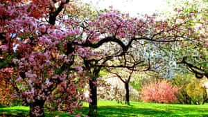 Beautiful Spring Trees In Full Bloom Wallpaper