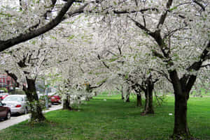 Beautiful Spring Trees In Full Bloom Wallpaper