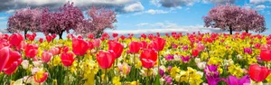 Beautiful Spring Trees In Full Bloom Wallpaper