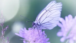 Beautiful Sunlit Mountain View With Fog Rolling In Wallpaper