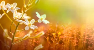 Beautiful Sunrise Over The City Wallpaper