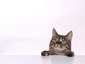 Beautiful Tabby Cat Posing For The Camera Wallpaper