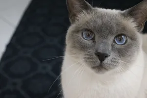Beautiful Thai Lilac Cat Lounging On A Table Wallpaper
