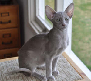 Beautiful Thai Lilac Cat Lounging Wallpaper