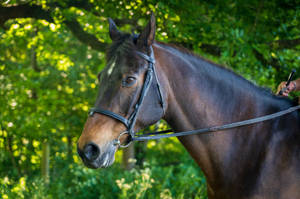 Beautiful Thoroughbred Horse Face Wallpaper