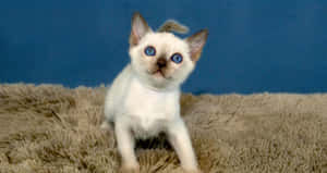 Beautiful Tonkinese Cat Lounging On A Wooden Surface With Greenery In The Background Wallpaper