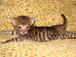 Beautiful Toyger Cat Lounging On A Couch Wallpaper