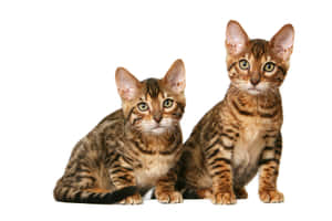 Beautiful Toyger Cat Relaxing Outdoors Wallpaper