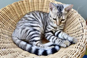 Beautiful Toyger Cat Resting On Bench Wallpaper