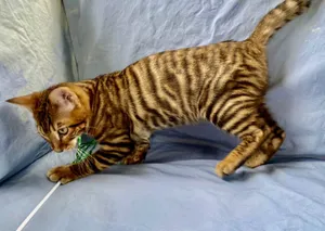 Beautiful Toyger Cat Striking A Pose Wallpaper