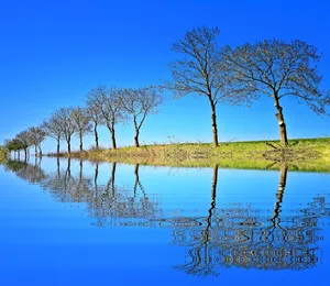 Beautiful Tree Amazing Lake Wallpaper