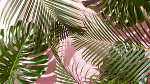 “beautiful Tropical Leaves Adorn A Desktop Background” Wallpaper