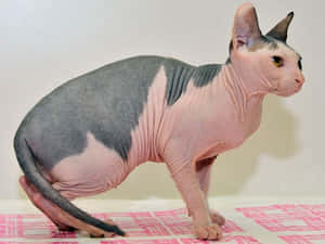 Beautiful Ukrainian Levkoy Cat Posing For The Camera Wallpaper