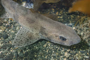 Beautiful Underwater View Of A Swimming Catshark Wallpaper