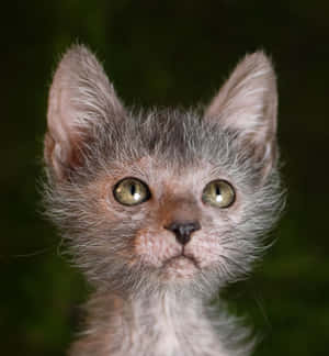 Beautiful Up-close Lykoi Cat Portrait Wallpaper